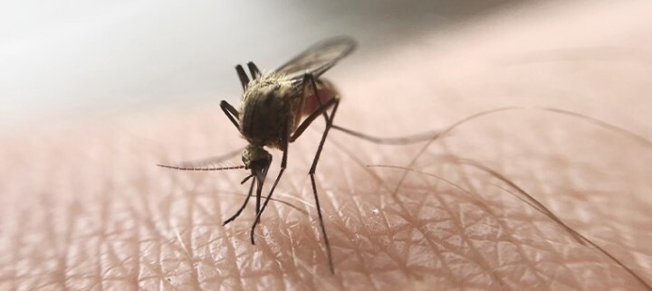 ugryzienie-komara