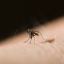 Mamy sposoby na owady – przegląd preparatów odstraszających komary, kleszcze i meszki